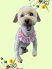 「Dog salon mofu mofu　余市町」
