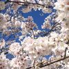 「本年産　さくらの蜂蜜」