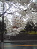 「桜サク」