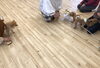 パピーちゃんたち　♡「パピー教室　（＾ν＾）」