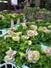 可愛い植物屋さん♡「☆本日、手まり教室☆」