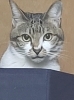 かごの中に居ました！(=ﾟωﾟ=)キキちゃん「犬、猫大好きな方必見のお弁当(テイクアウト八幡東区ワンコインのしちふく)」