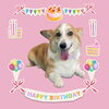 「Dog salon mofu mofu　余市町」