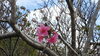 鹿児島県沖永良部島の桜「♡沖永良部島〜桜の知らせ♡」