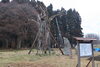 親木も近くで見守っています。「釜の越桜の『分身木』を見に行ってきました❕」