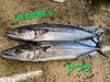 「○本日のお刺身○【しまね定置もん】 コシナガマグロ、サワラ」
