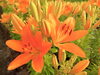 「魚沼市月岡公園の花ひろばでユリが見頃！7月1日にはユリまつりも開催！」