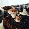 「生しいたけの簡単レシピをご紹介！『焼山しいたけ園』✨」