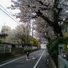 あやめ幼稚園の桜「♡寒空のソメイヨシノ満開♡　★英会話と体操のコラボ教室（堀切、お花茶屋、綾瀬、亀有、小菅）」