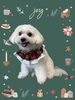 「Dog salon mofu mofu　余市町」