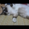 暑くて畳でゴロゴロするねこ！おもしろ可愛いねこ　＃53