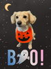 「Dog salon mofu mofu　余市町」