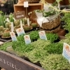 ベビーティアーズ「【はなやホック皆生店】鉢入荷しました」