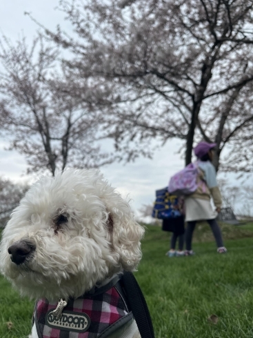 4月に桜を見に行ったけど寒くて帰りたいスタッフの犬「お友達募集中です！！」