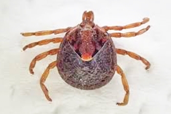 Vol 1 マダニにご注意を 町のドクターに聞く 健康豆知識 まいぷれ 新居浜市 Vol 1 マダニにご注意を 町のドクターに聞く 健康豆知識 まいぷれ 新居浜市