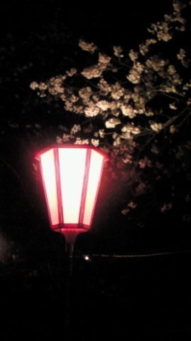 「夜桜ｂｙみっちい」