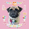 「Dog salon mofu mofu 余市町」