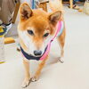 「今日のお友達」