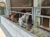 「【今治市 野間】野間馬ハイランドで梅が咲いてるのを見て、幸せな気持ちになりました。」