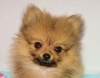 「久々、ポメラニアン」