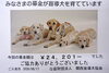 募金金額　24,201円也「メガネのマキノ　盲導犬活動募金のご報告！」