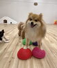 ふうたくん「ましゅまろ幼稚園🐾」