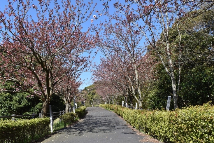 展望広場への遊歩道「引揚記念公園内のお花情報です」