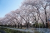 川崎鈴彦、【桜花残照】、希少画集画より、状態良好、新品高級額装付 川崎鈴彦、【桜花残照】、希少画集画より、状態良好、新品高級