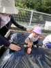 「八女市で保育園をお探しの保護者様へ　食育🌱ジャガイモ」