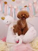 smile「Anniversary photo　&　koniwanからのお知らせ　(*´ω｀*)」