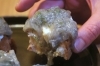 「本日のオススメ『アサリとたけのこと桜海老のボンゴレ🐚』」
