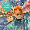 ダックス カット「ðŸ ðŸ¬ðŸ³8月トリミング背景ðŸ³ðŸ¬ðŸ シュナミックã€ãƒ€ãƒƒã‚¯ã‚¹ã€ãƒãƒ¡ã€ãƒˆãƒªãƒŸãƒ³ã‚°ã®ãŠå‹é”ðŸ³ðŸ¬ðŸ ã€