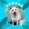 「Dog salon mofu mofu　余市町」