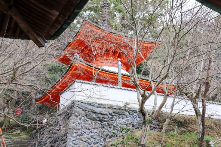 本殿から見上げて見える多宝塔「和歌山の春におすすめな観光地「紀三井寺」」