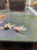 「Teacher'sコーナー122号  My newest addition to the fish room! 【蘇我駅近くの英会話教室】」