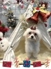 「🐩今日のトリミングのお友達🤶」