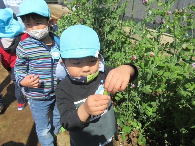 何にして食べようかな？？「今日から令和3年度が始まりました☆」