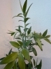 葉の厚みもあり丈夫な植物です。「フロントに新しく「梛木の木」が入りました。木々の中で気持ちよく運動をしてください。」