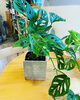 「植木鉢入荷しました」