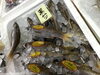 「魚魚市場鮮魚コーナーおすすめは「キンメダイ」です♪」
