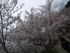 「ー桜ー」