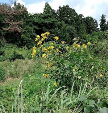 キクイモ？（要注意外来生物）