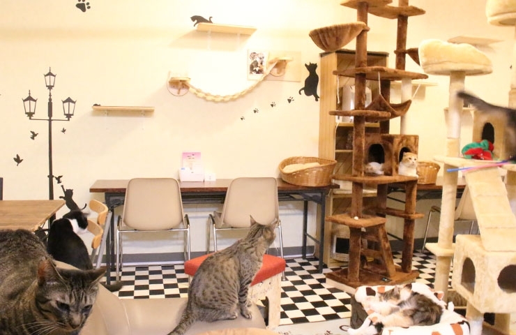 猫balもふ 2 もふもふ 新潟市のニューオープン店 まいぷれ 新潟市 猫balもふ 2 もふもふ 新潟市のニューオープン店 まいぷれ 新潟市