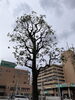 「11月３日月曜祝日は、お休みします^ - ^」