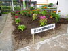 花壇2「7月13日 苫小牧民報掲載」