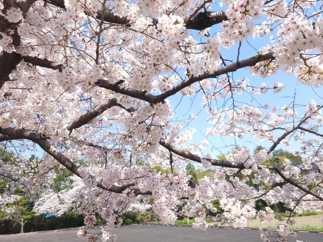 ソメイヨシノ＼(^^)／「桜満開(*^^*)《西京区　上田とうふ　桜　満開》」