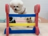 るいくんジャンプ💨「ましゅまろ幼稚園🐾」