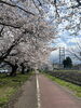 爽やかな風と桜が彩る散歩道「桜の季節ですね♪お散歩がてら薬局にもお立ち寄りください」