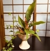 「お花のお稽古」