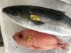 「魚魚市場鮮魚コーナーおすすめは「ハガツオ」です♪」